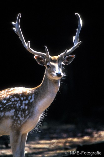 NMB Naturfotografie
