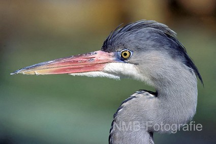 NMB Naturfotografie