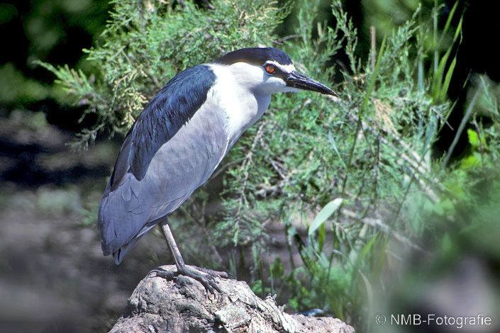 NMB Naturfotografie