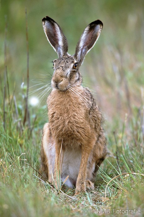 NMB Naturfotografie