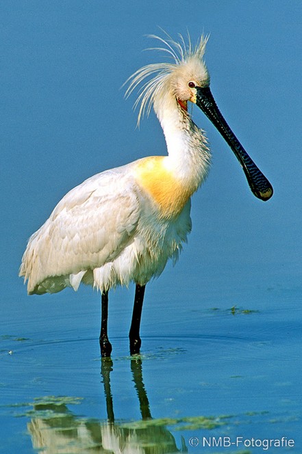 NMB Naturfotografie