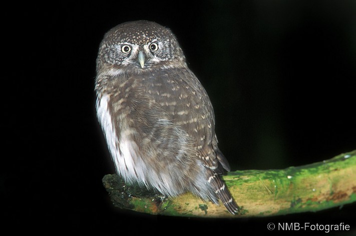 NMB Naturfotografie