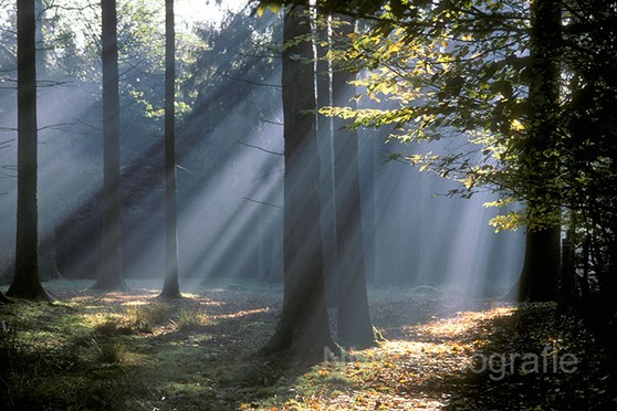 NMB Naturfotografie