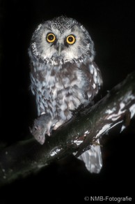NMB Naturfotografie