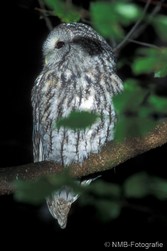 NMB Naturfotografie