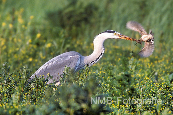 Vögel fotografieren