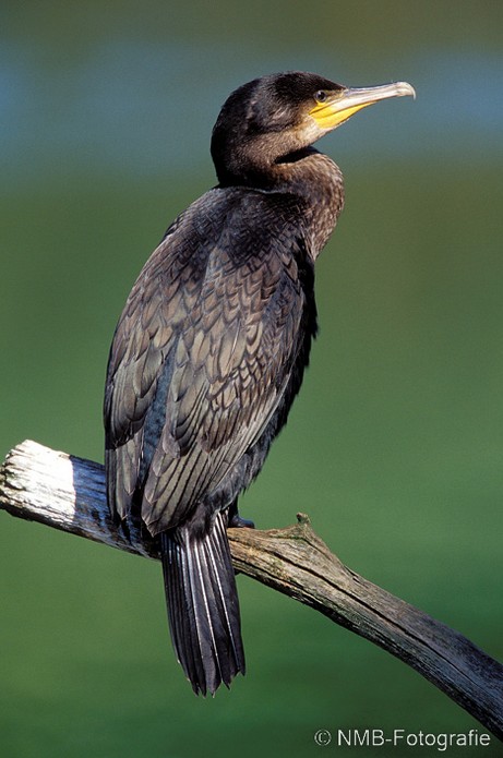 NMB Naturfotografie