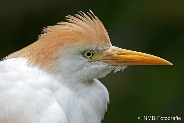 NMB Naturfotografie