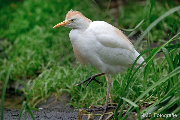 NMB Naturfotografie