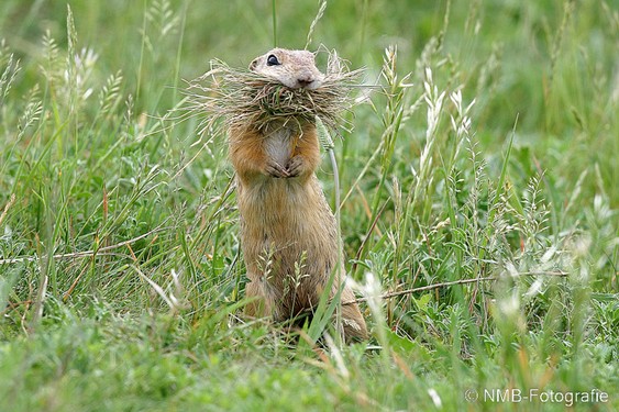 NMB Naturfotografie
