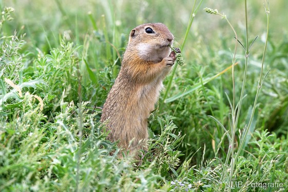 NMB Naturfotografie