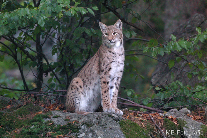 NMB Naturfotografie