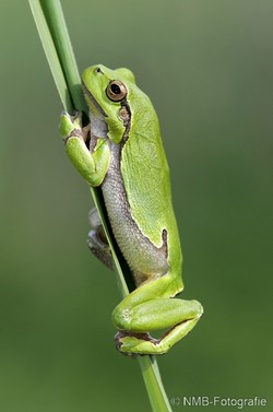 NMB Naturfotografie