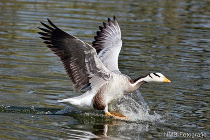NMB Naturfotografie