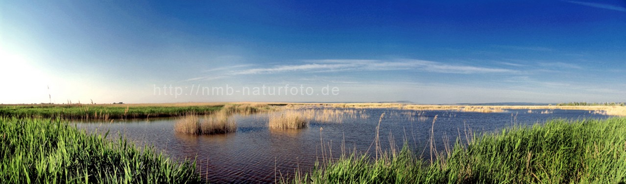 Neusiedler See