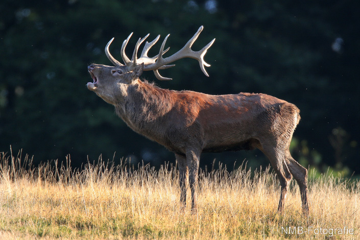 NMB Naturfotografie