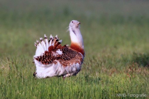 NMB Naturfotografie