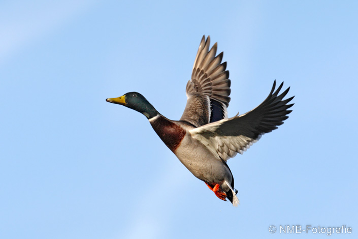 NMB Naturfotografie