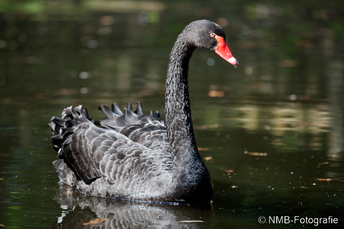 NMB Naturfotografie