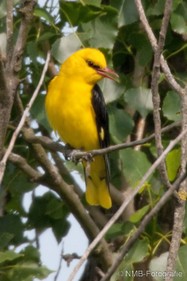 NMB Naturfotografie