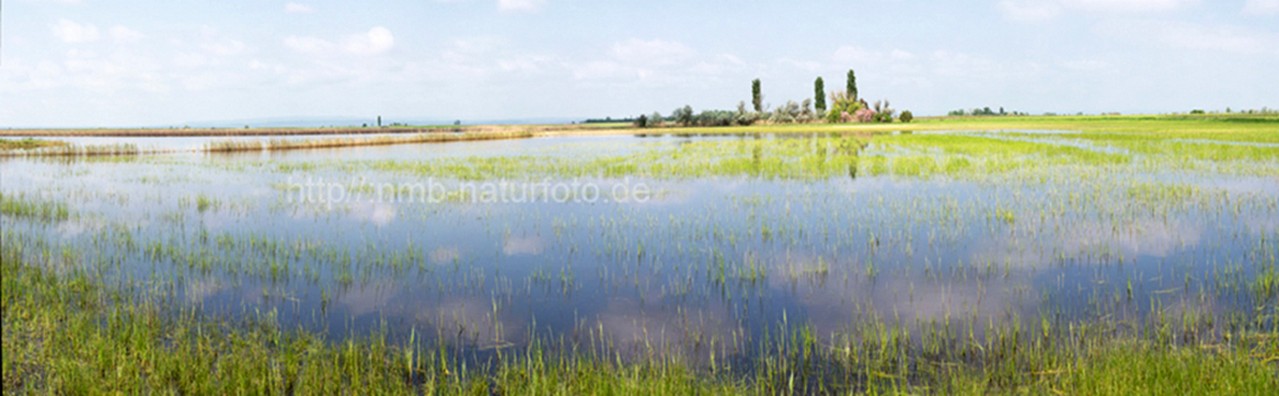 Neusiedler See