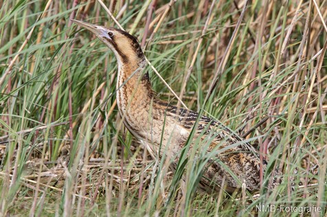 NMB Naturfotografie