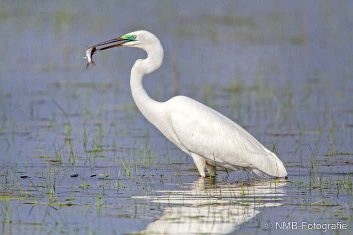 NMB Naturfotografie