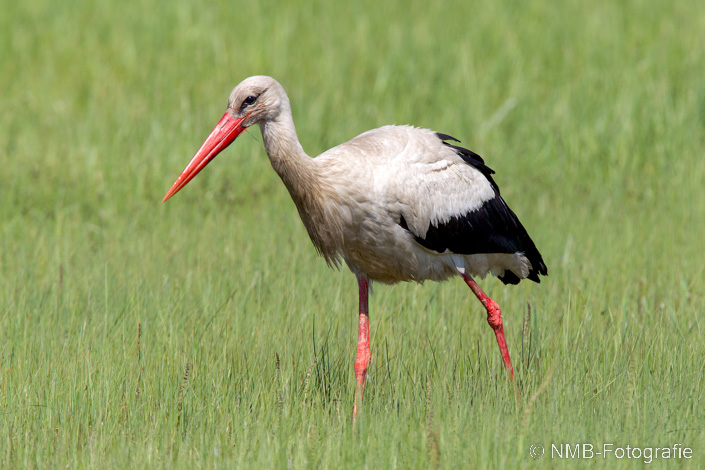 NMB Naturfotografie