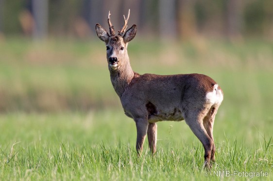 NMB Naturfotografie