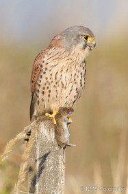 NMB Naturfotografie