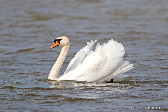NMB Naturfotografie