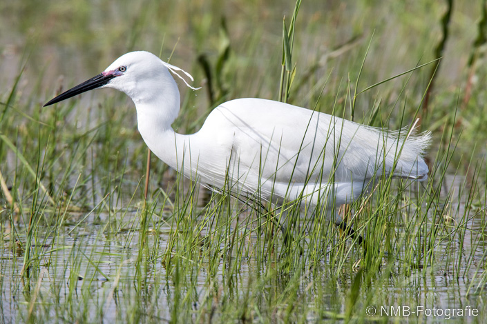 NMB Naturfotografie