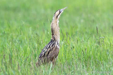 NMB Naturfotografie