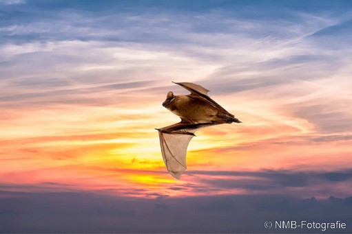 NMB Naturfotografie