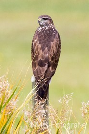NMB Naturfotografie