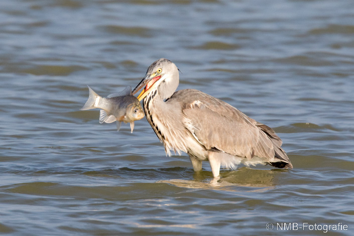 NMB Naturfotografie
