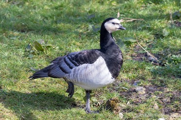 NMB Naturfotografie