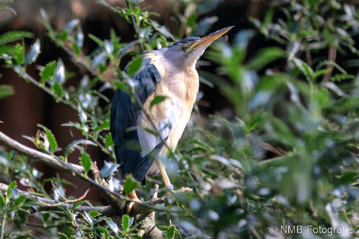 NMB Naturfotografie