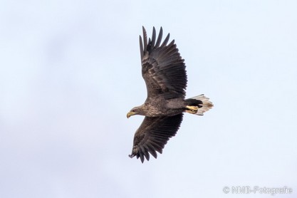 NMB Naturfotografie