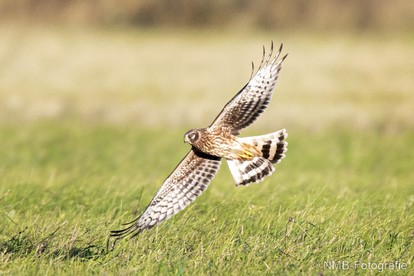 NMB Naturfotografie