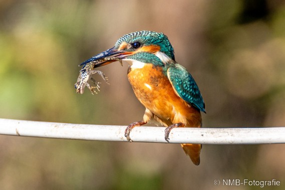 NMB Naturfotografie