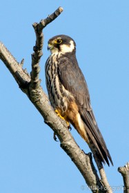 NMB Naturfotografie