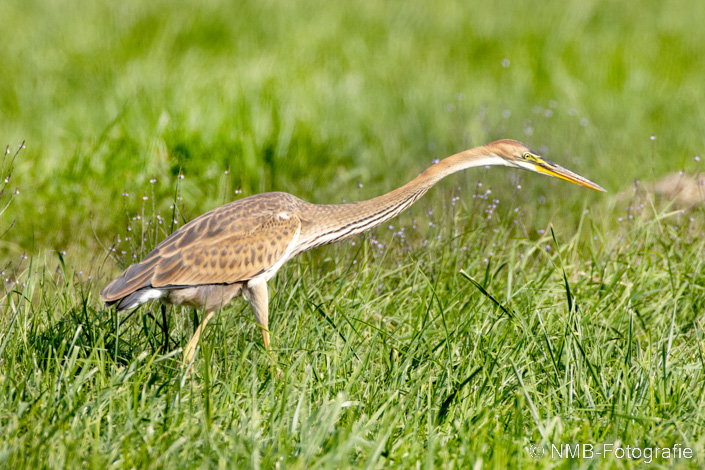 NMB Naturfotografie