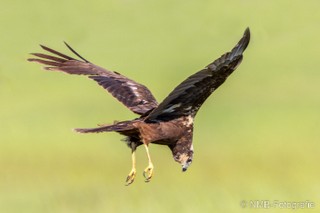 NMB Naturfotografie