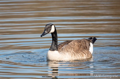 NMB Naturfotografie