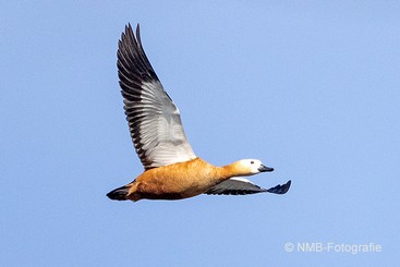 NMB Naturfotografie