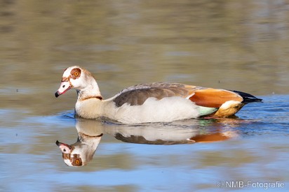 NMB Naturfotografie
