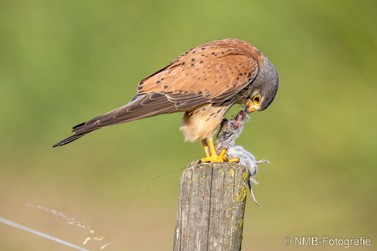 NMB Naturfotografie