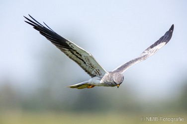 NMB Naturfotografie