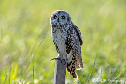 NMB Naturfotografie